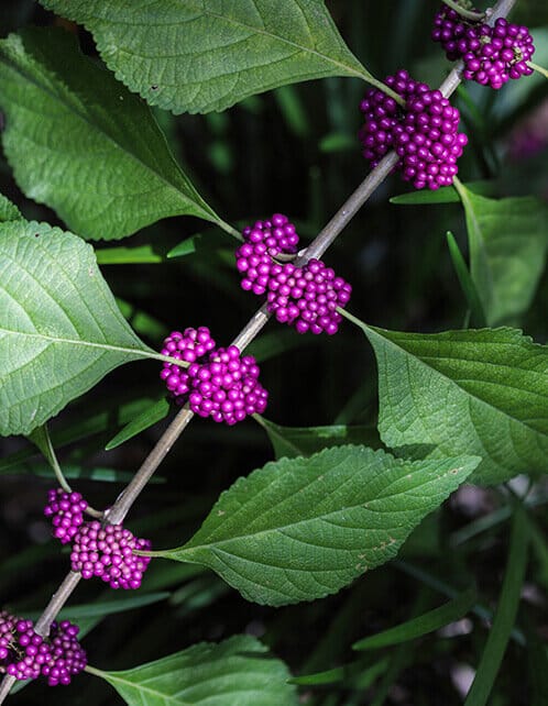 american beautyberry