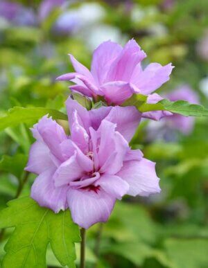 Ardens Rose of Sharon Althea