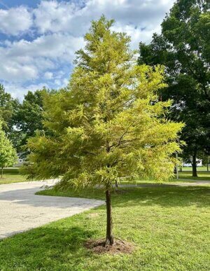 Bald Cypress