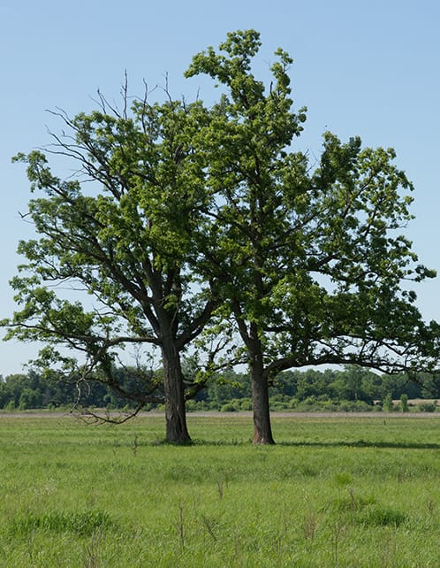 Bur Oak