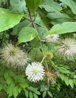 Buttonbush