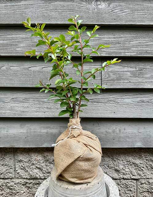 Crape Myrtle