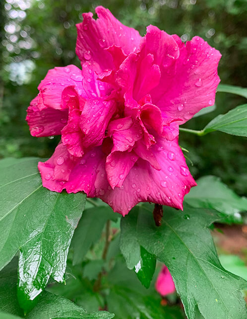 Red Rose of Sharon Althea