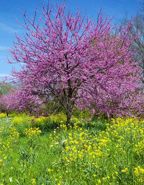 Eastern Redbud