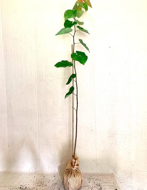 Eastern Redbud Tree - Old House Trees