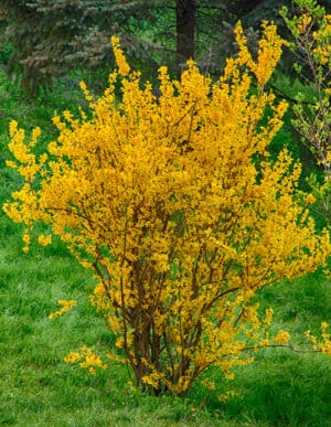 Lynwood Gold Forsythia
