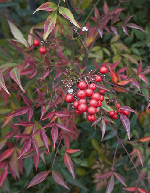Nandina