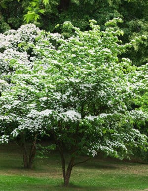 Kousa Dogwood