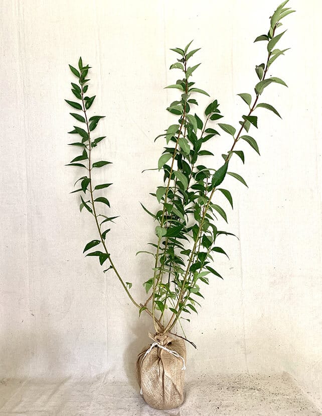 Lynwood Gold Forsythia - Old House Trees