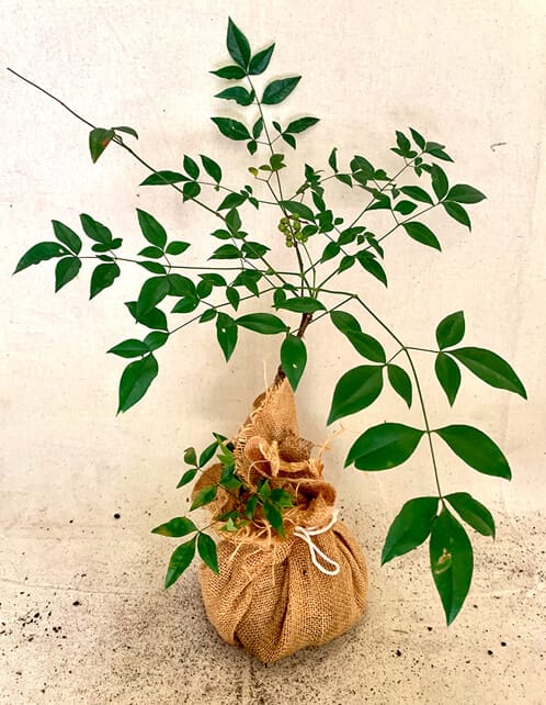 Nandina Heavenly Bamboo - Old House Trees