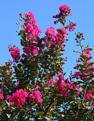 pink crape myrtle
