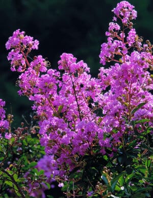 purple crape myrtle