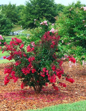 red crape myrtle