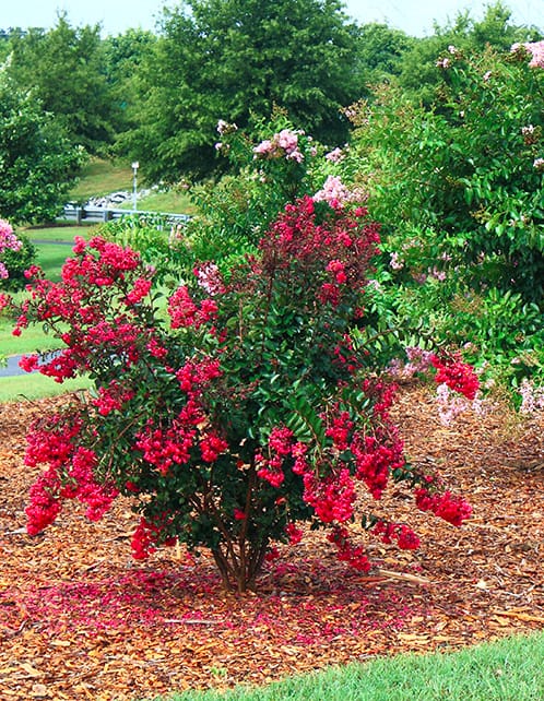 red crape myrtle