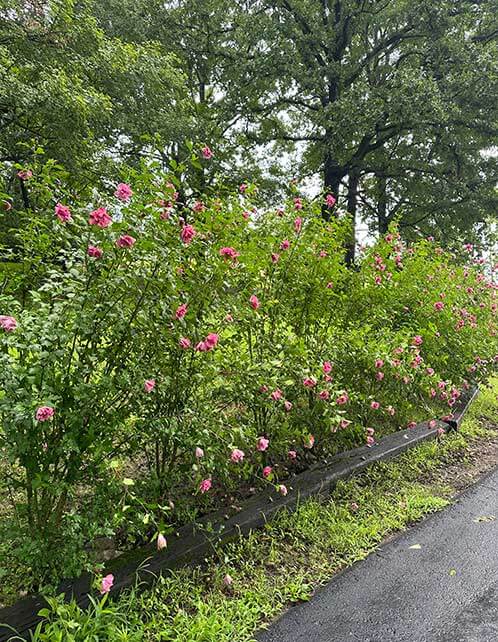 Rose of Sharon Hedge