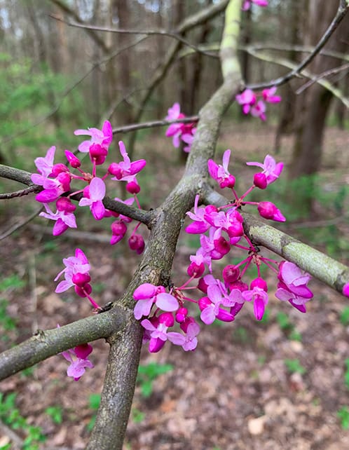 Eastern Redbud
