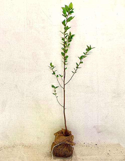 River Birch - Image 2