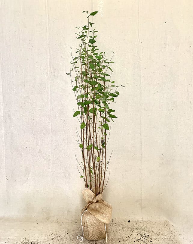 River Birch Trees - Old House Trees