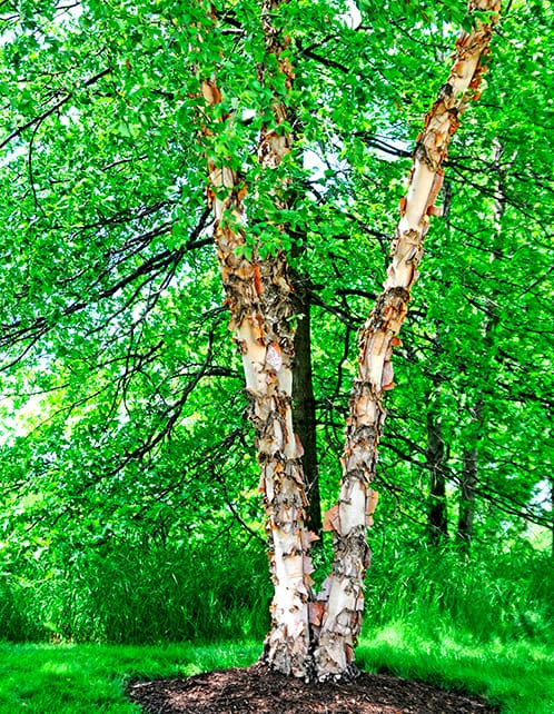 river birch tree