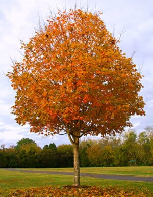 Sugar Maple