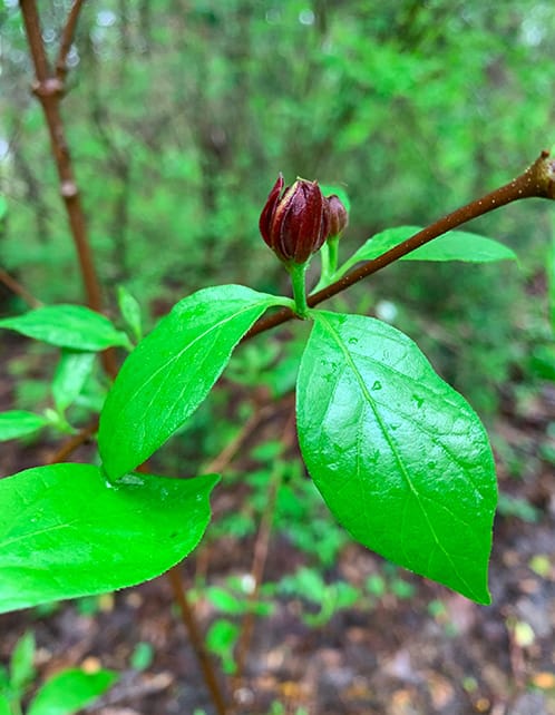 Sweetshrub