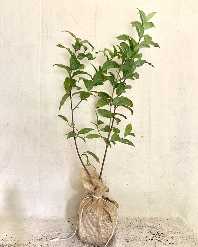 Sweetshrub Bush - Old House Trees