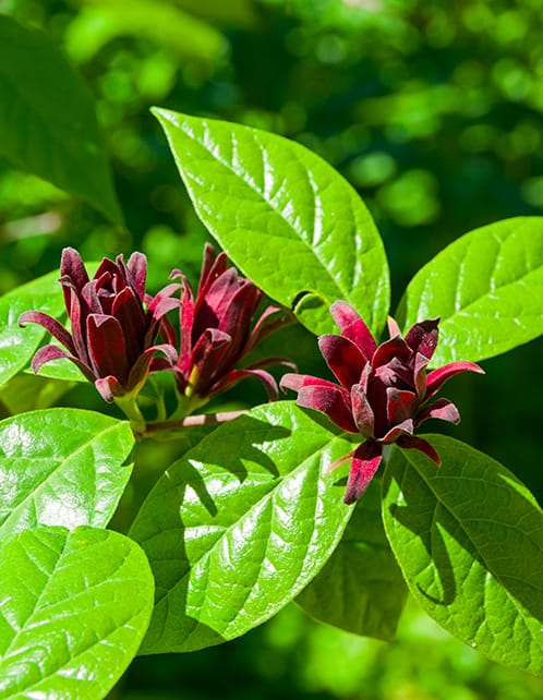 Sweetshrub