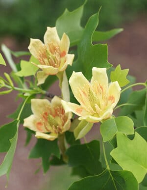 tulip poplar