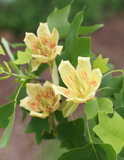 tulip poplar