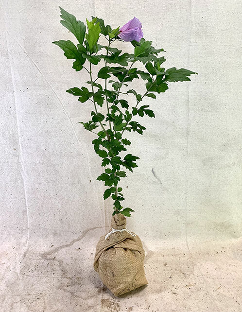 Ardens Rose of Sharon Althea