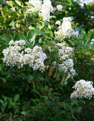 White Crape Myrtle