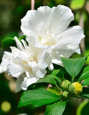Jeanne D'Arc Rose of Sharon Althea