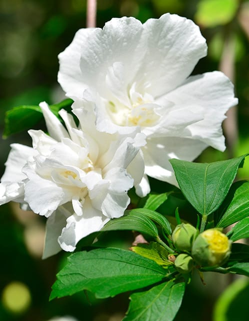 Jeanne D'Arc Rose of Sharon Althea