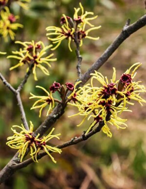 Common Witch Hazel