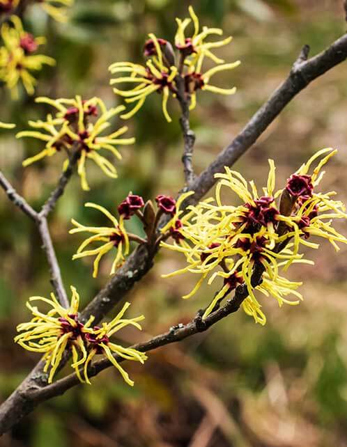 Common Witch Hazel