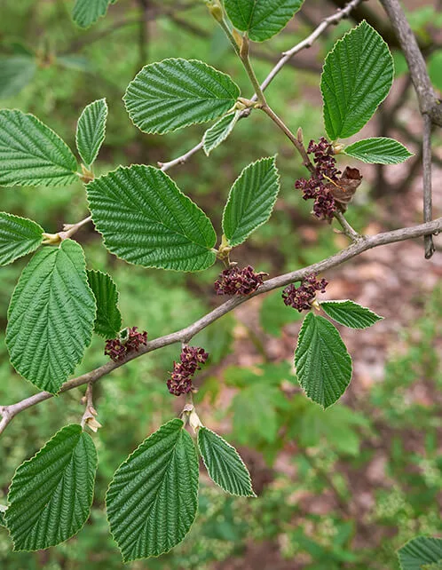 Common Witch Hazel