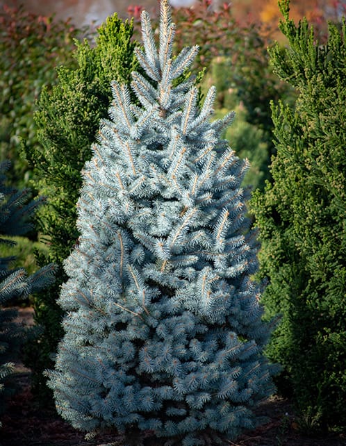 Colorado Blue Spruce
