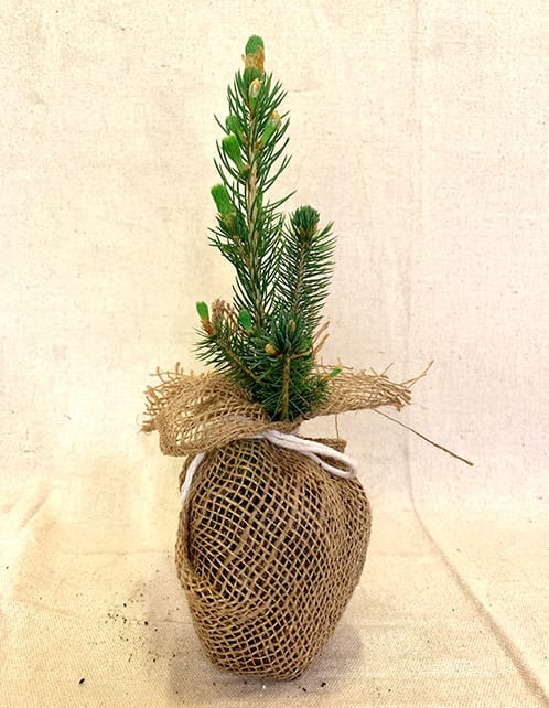 Colorado Blue Spruce