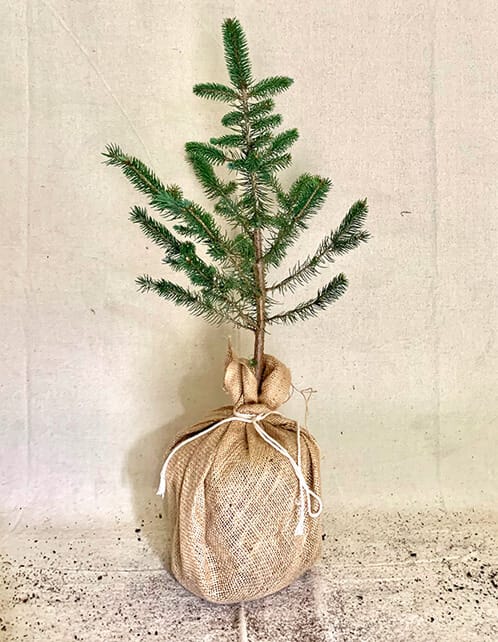 Colorado Blue Spruce Tree - Old House Trees