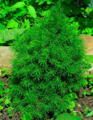 dwarf alberta spruce