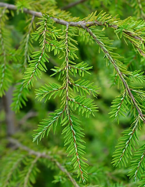 Canadian Hemlock