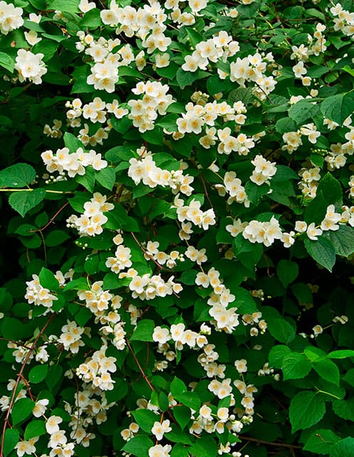 Mock Orange