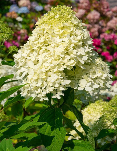 Pee Gee Hydrangea