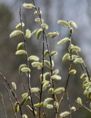Pussy Willow