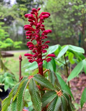 Red Buckeye