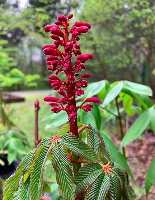 Red Buckeye