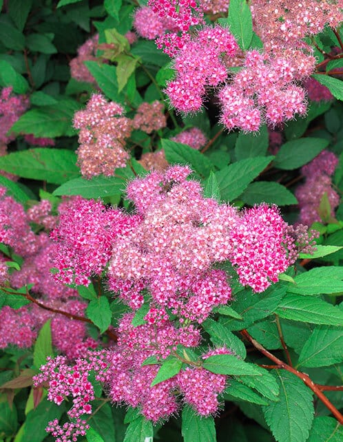 Shirobana Spirea