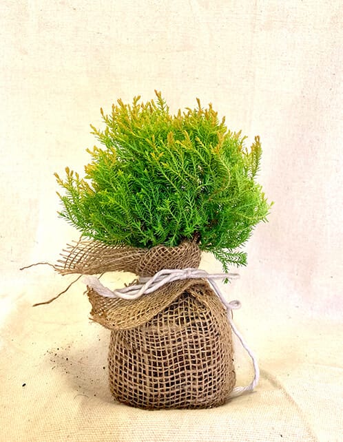 Rheingold Arborvitae