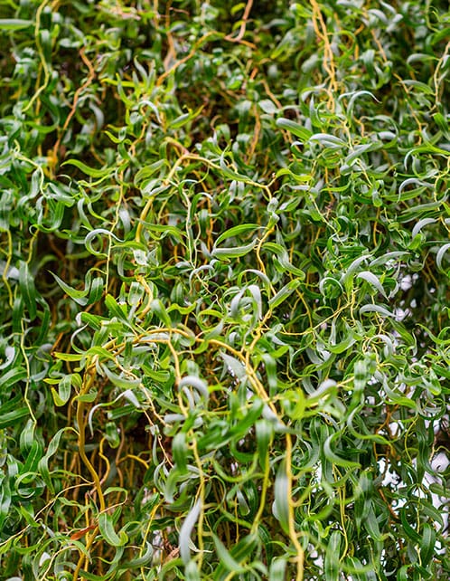 Corkscrew Willow