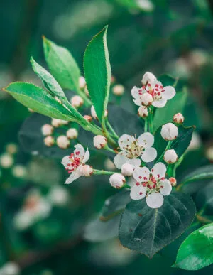 Red Chokeberry